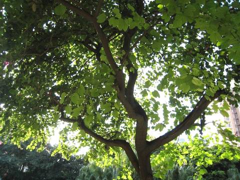 海南特有木材有哪些,海南有哪些珍贵木材