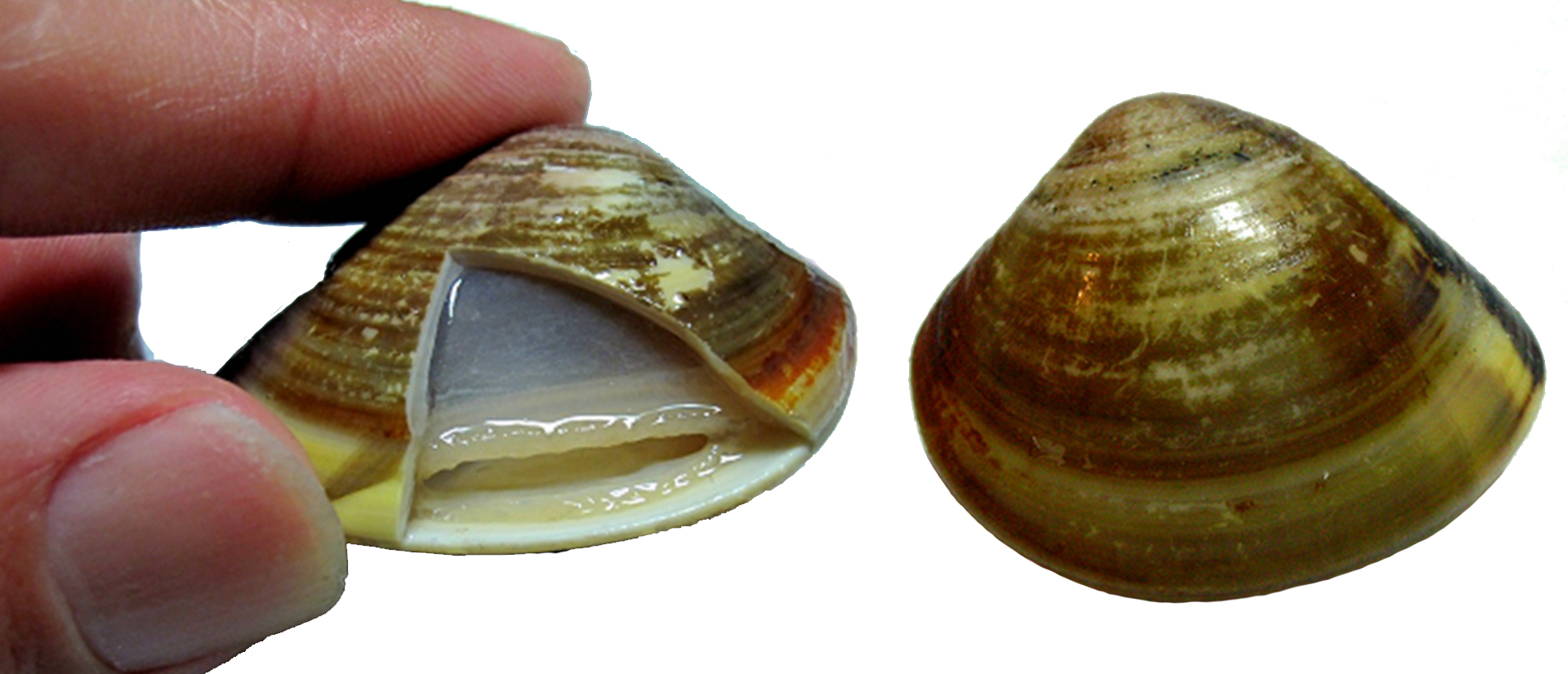 海边贝类种类,各种贝类的名称