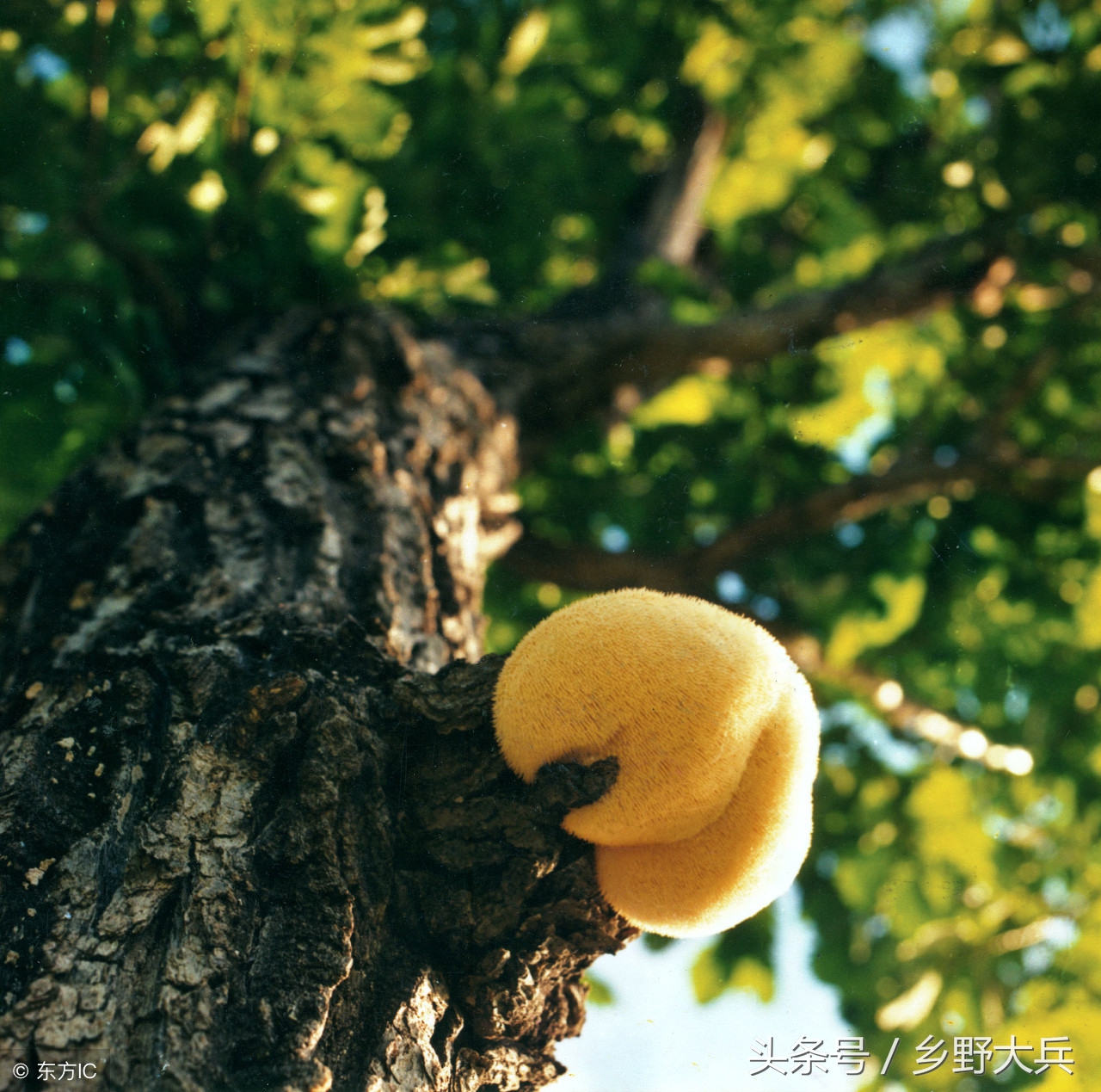 北方的深山老林中的神奇植物，貌似猴头，营养丰富也能治疗癌症