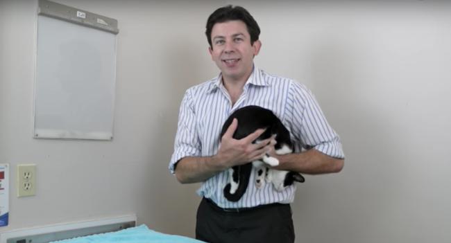 抱猫放下后咬人,抱猫的正确姿势拍照男生