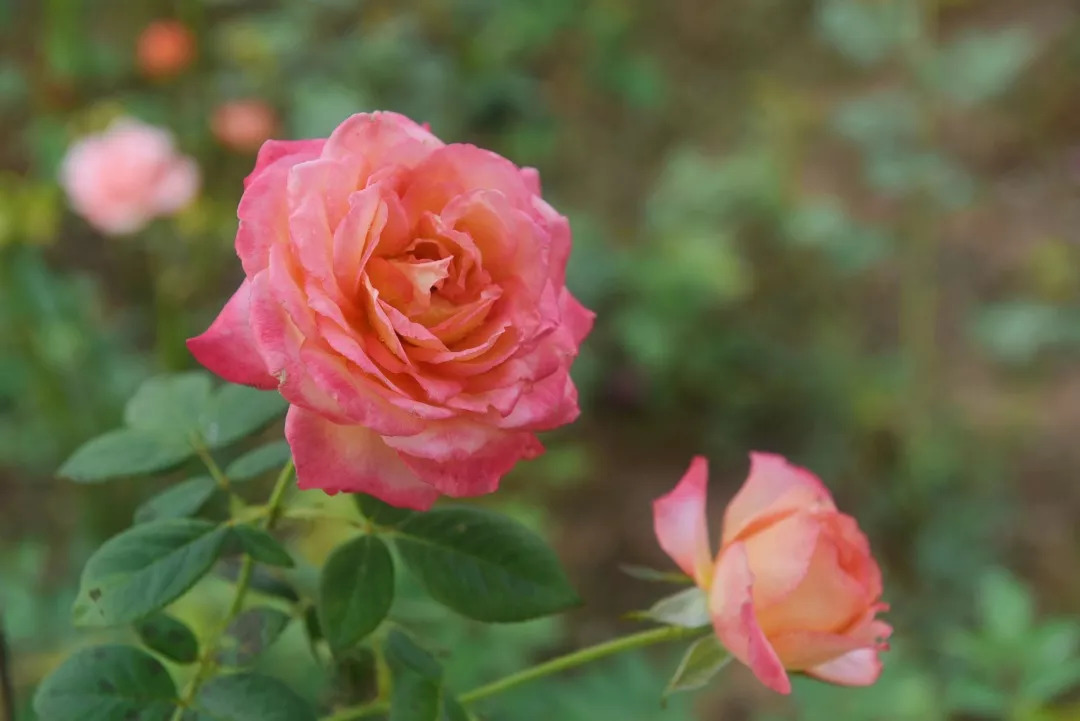 惊喜！8月24日黄姚花海景区免费入园了，这些“仙境”你舍得错过吗？