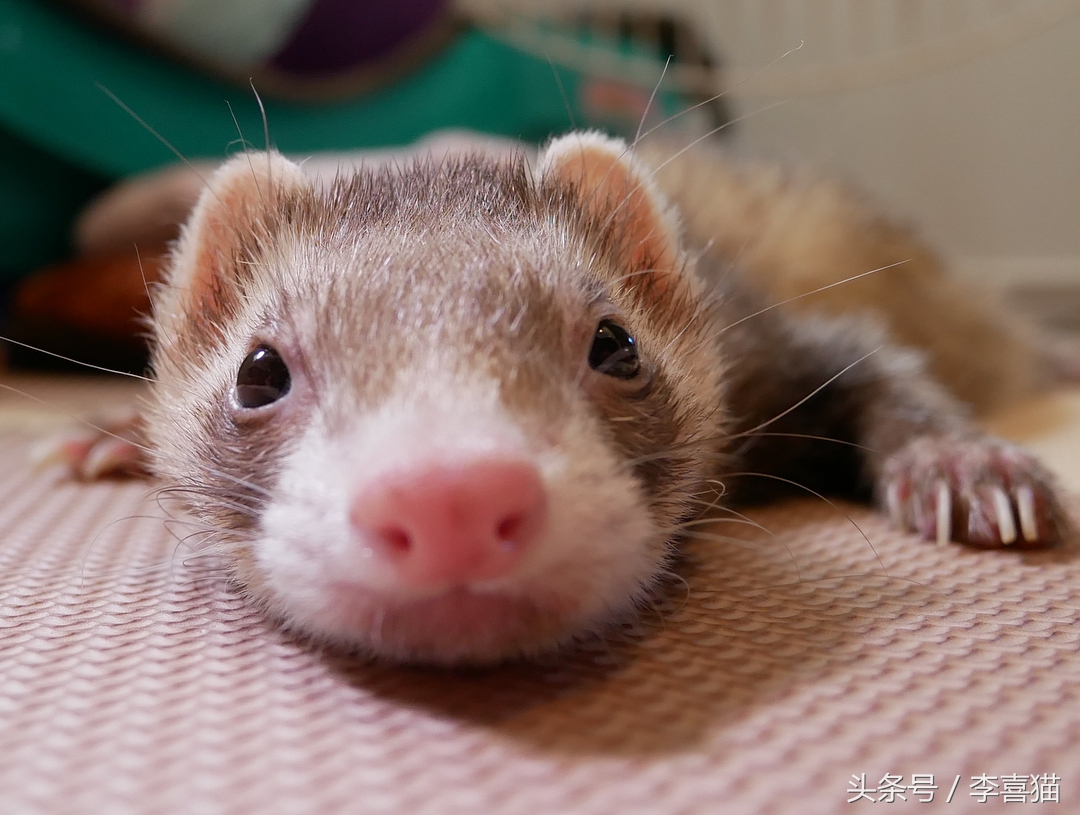 什么貂适合宠物猫咪,宠物貂跟猫咪