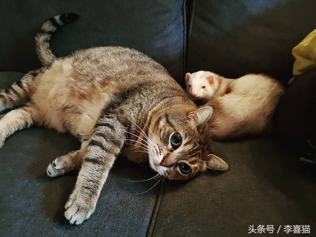 什么貂适合宠物猫咪,宠物貂跟猫咪