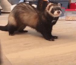 什么貂适合宠物猫咪,宠物貂跟猫咪