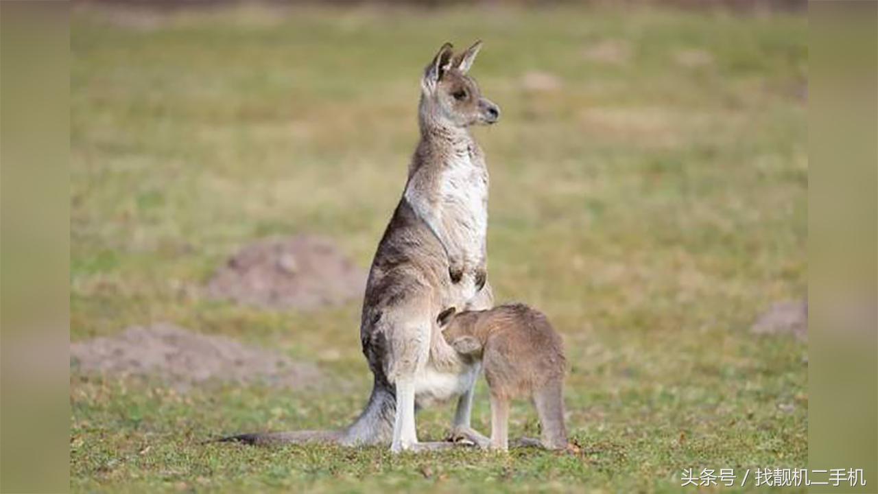 袋鼠袋子里有粪便怎么办,袋鼠袋子里住着一窝鸟