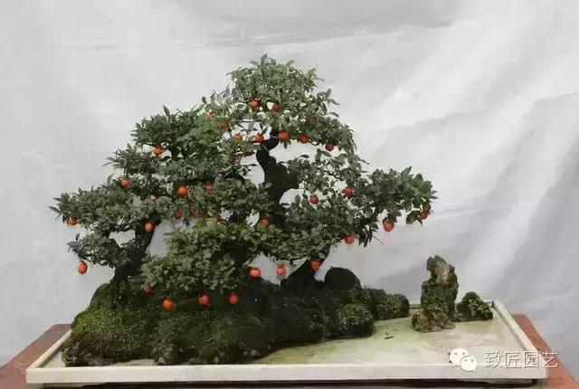 阳台养护金弹子盆景达人,金弹子盆景养护与管理