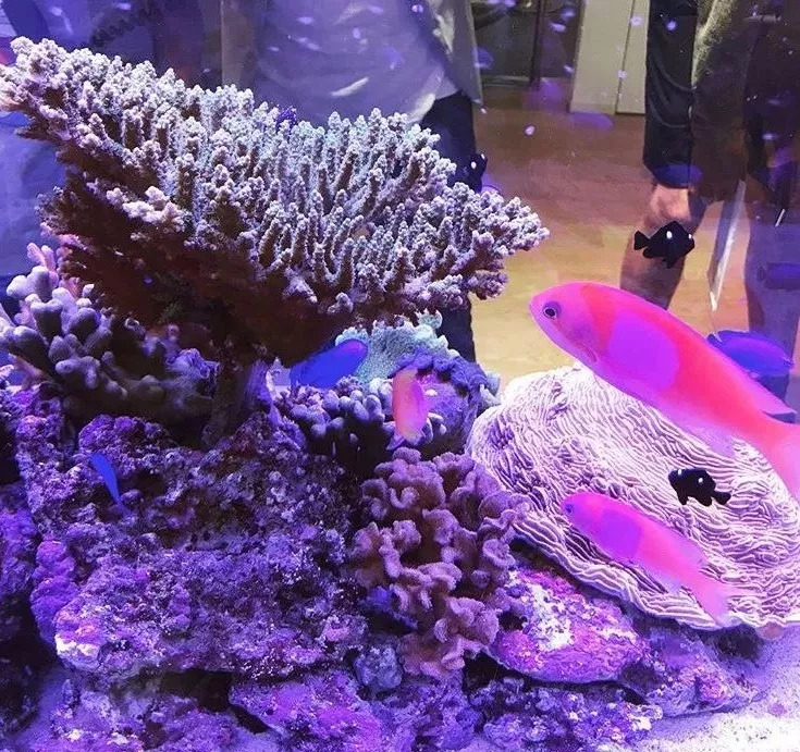 索尼拆大楼,索尼大楼拆除