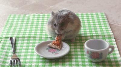 仓鼠食粮养鼠日常分享,仓鼠饲养攻略小猫