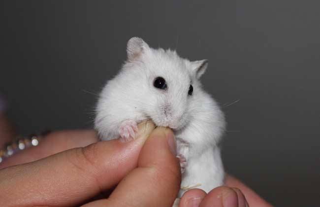 仓鼠食粮养鼠日常分享,仓鼠饲养攻略小猫