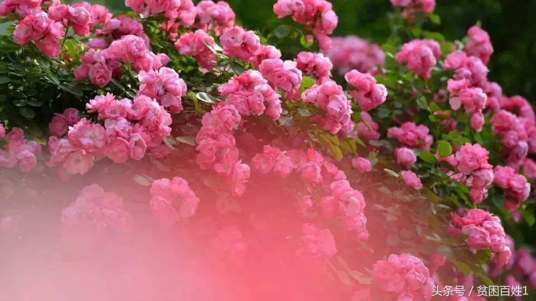 听风淡看世间沧桑内心安然无恙,笑看世事沧桑内心安然无恙