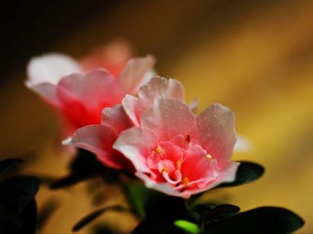 杜鹃花叶子发蔫落叶怎么办,杜鹃花叶子发褐怎么办