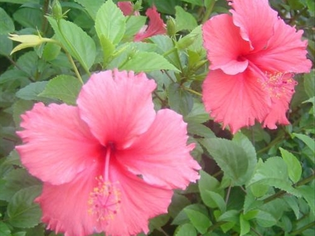 木菊花该如何养殖?学会这几种方法可以让木菊花爆盆