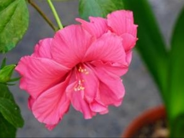 木菊花该如何养殖?学会这几种方法可以让木菊花爆盆