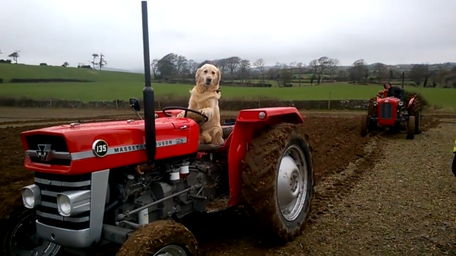 一只会帮忙做家务的狗子,金毛开拖拉机