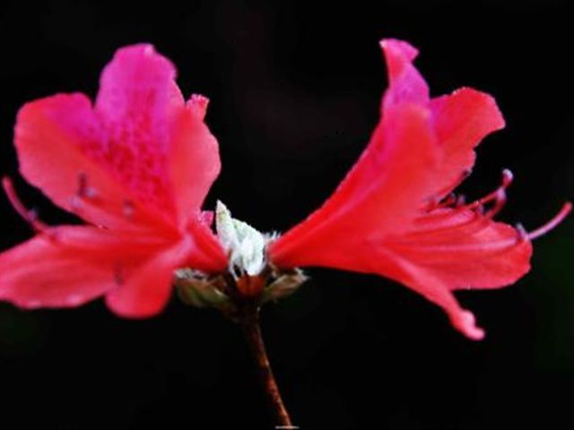 杜鹃花被冻蔫了怎么救活,杜鹃花出现各种状况时怎么办