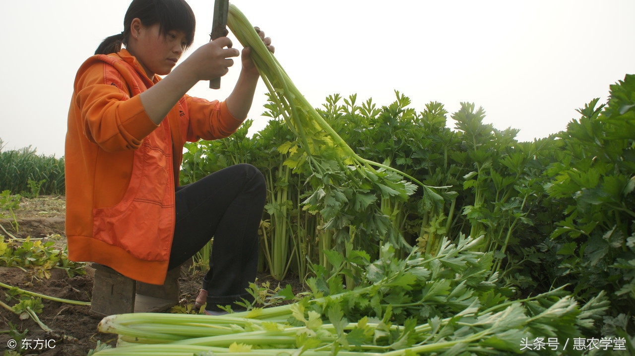 四季芹菜的种植方法视频,一年农作物耕种步骤