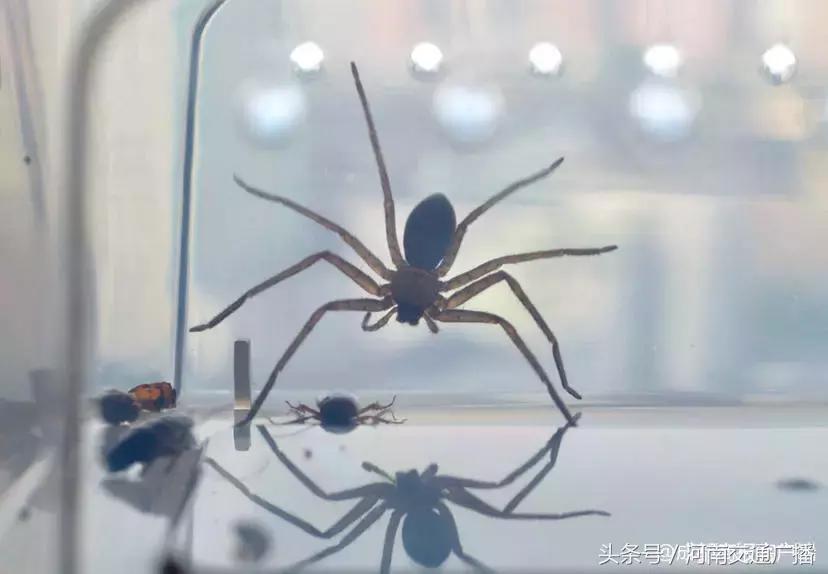 养蜘蛛能除蟑螂吗,蜘蛛能灭蟑螂吗