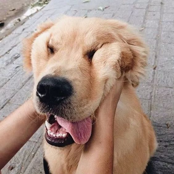 一只六个月的大金毛,大金毛是成精了吗竟然长这么大