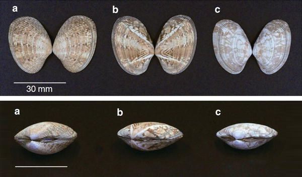 蛏子贝壳类海鲜,贝类海鲜有哪些毛蚶