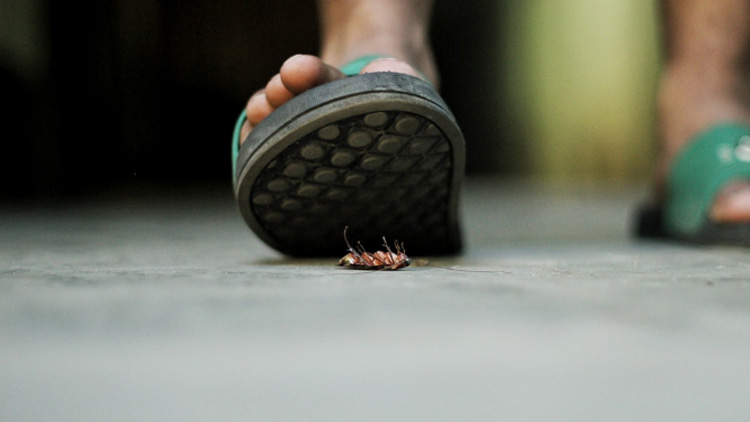 还买什么杀虫剂？只需一勺洗衣粉，蟑螂统统死光！