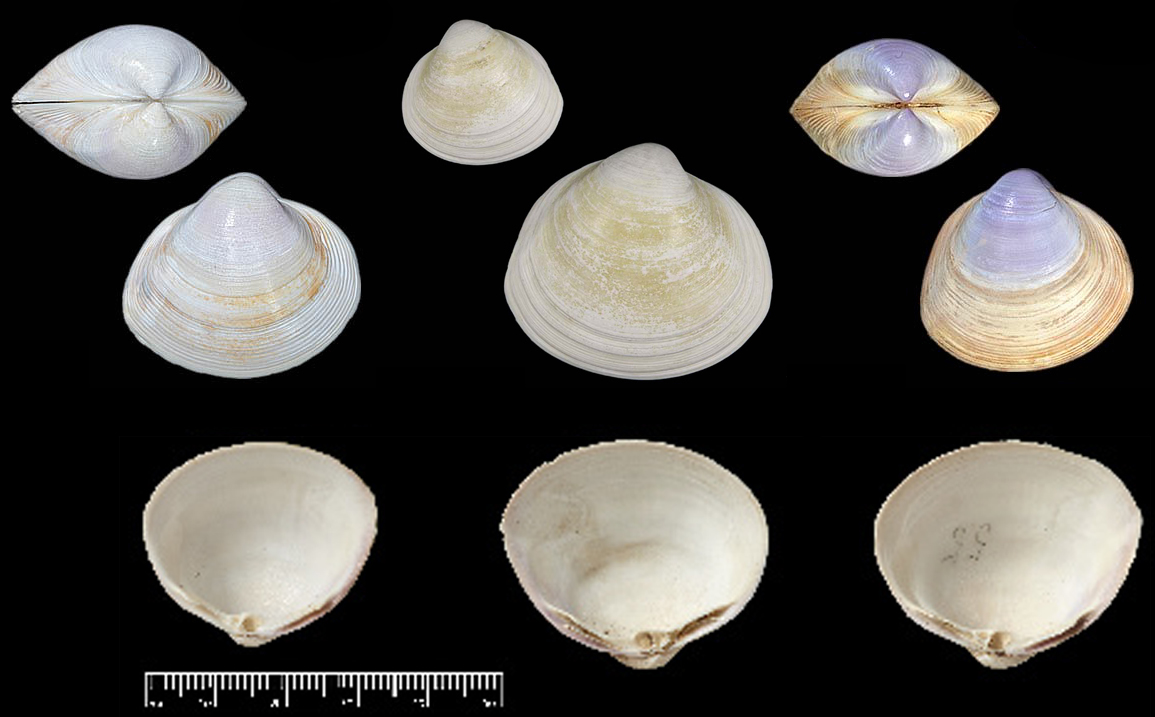 蛏子扇贝各种贝类如何区分,海鲜蛏的品种大全