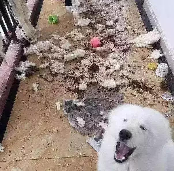 萨摩耶洗完澡后掉毛,萨摩耶遛完后回家怎么清理