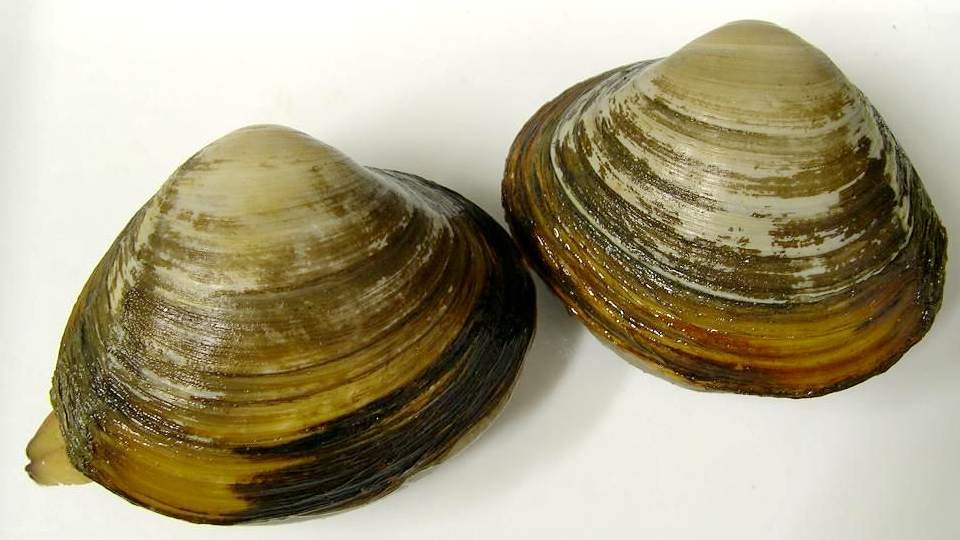 海边贝类种类,各种贝类的名称