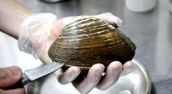 海边贝类种类,各种贝类的名称