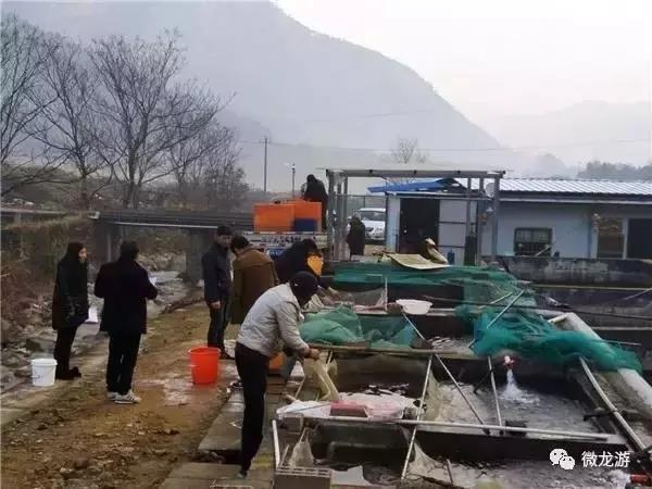 一亩养殖石斑鱼的利润是多少呢,养1万斤淡水石斑鱼盈利大概多少