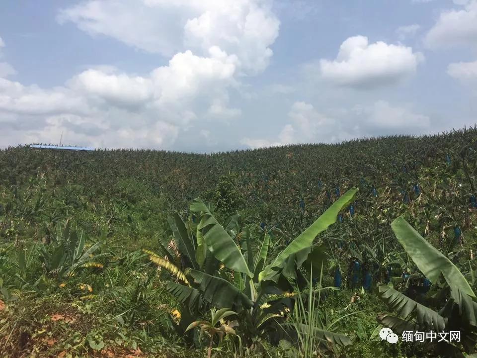 去缅甸拉香蕉危险吗,中国司机去缅甸拉香蕉怎么办手续