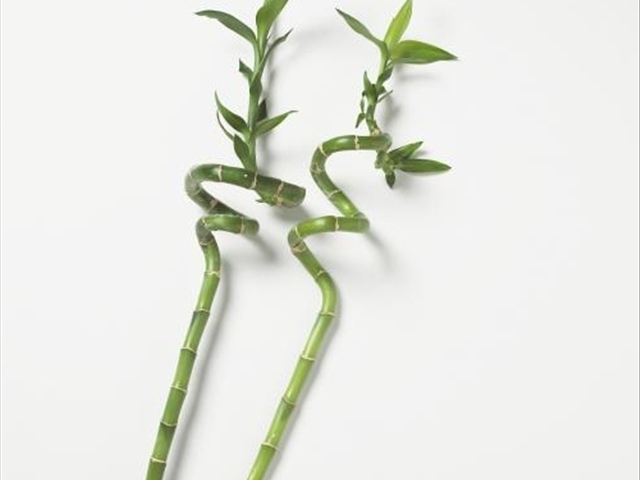 富贵竹黄叶烂根怎么解决,富贵竹黄叶怎么补救最佳方法