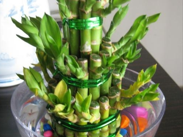 富贵竹黄叶烂根怎么解决,富贵竹黄叶怎么补救最佳方法