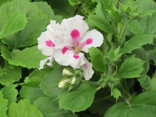 天竺葵病害一半叶枯萎,天竺葵常见的病虫害及防治方法