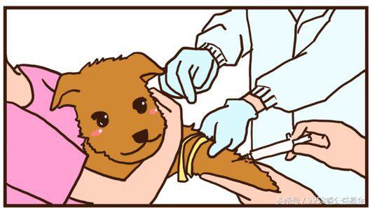 睿趣百科｜如何鉴别被猫狗咬伤后是否患上狂犬病