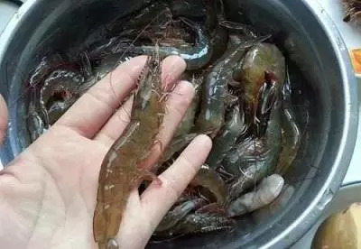 冷冻虾刺破手指怎么处理,海虾刺到手怎么处理