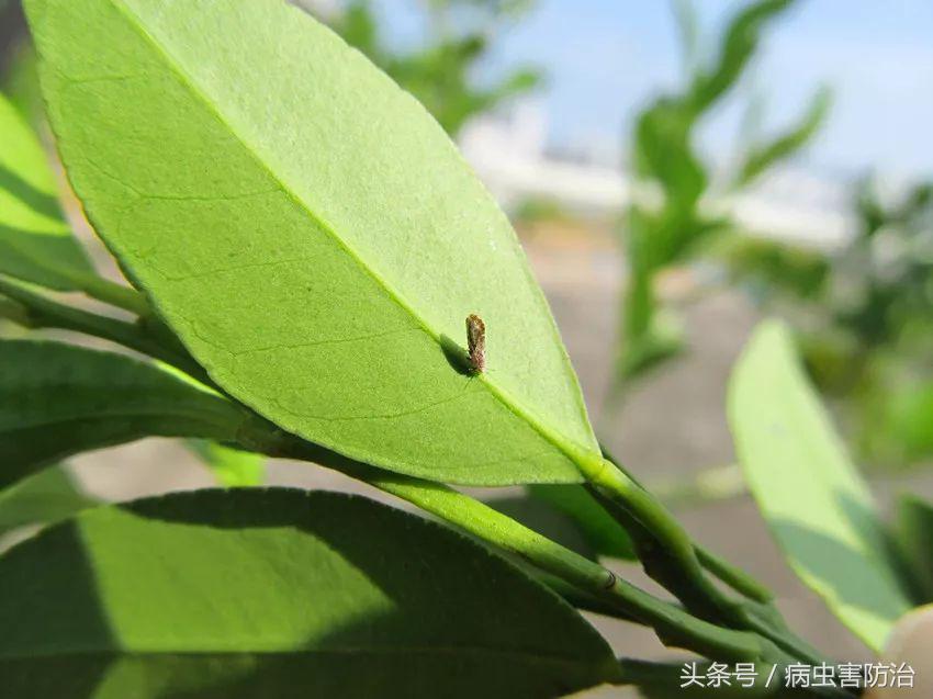 秋梢虫害还能结果吗,春末夏初害虫怎么防治