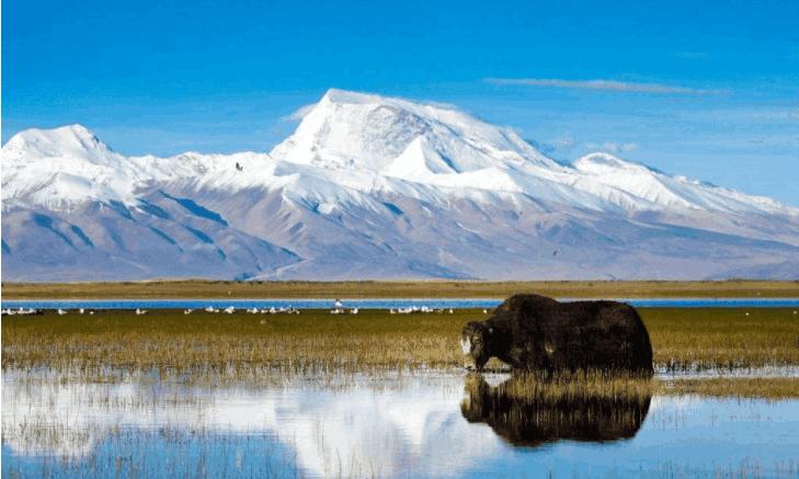 *藏西**“一妻多夫”制，他们是如何分配晚上时间的？看完有点尴尬