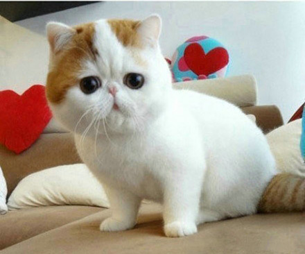 猫咪尿床被发现了应该怎么教育,猫咪尿床最有效的解决方法