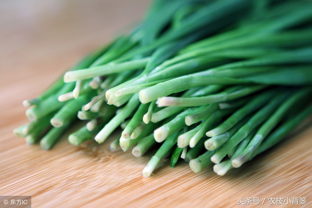 优质有机韭菜种植,优质高产韭菜品种