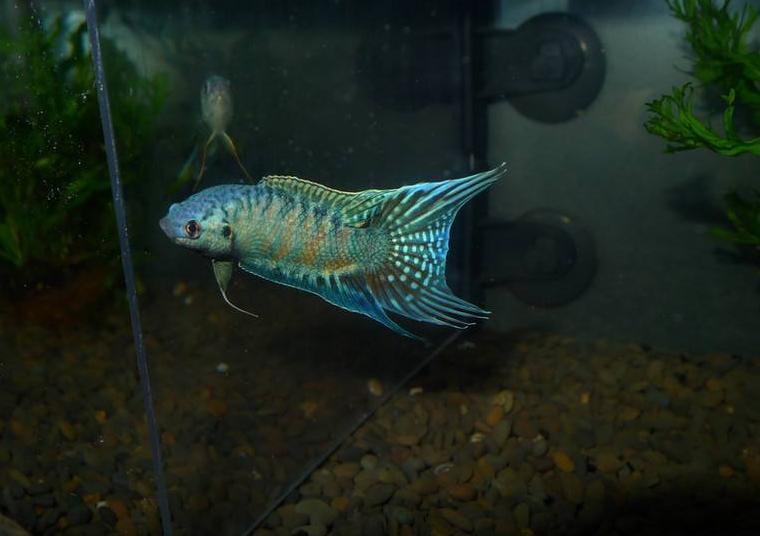 龙鱼价格一般多少钱,龙鱼多少钱入手合适