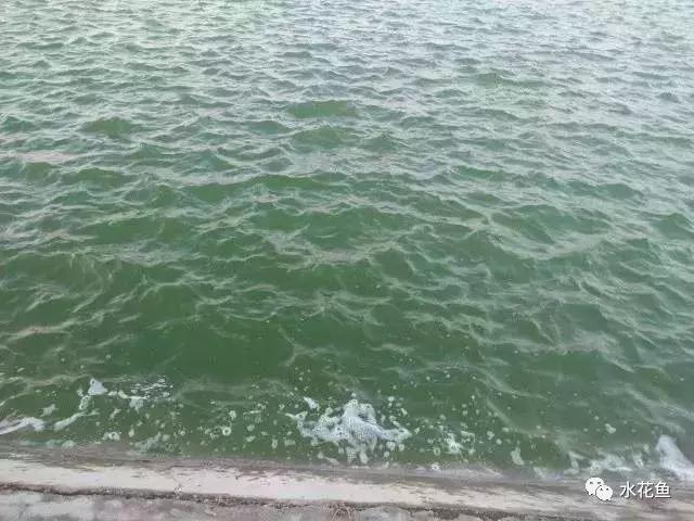 怎样抑制蓝藻爆发,控制蓝藻最省钱的办法