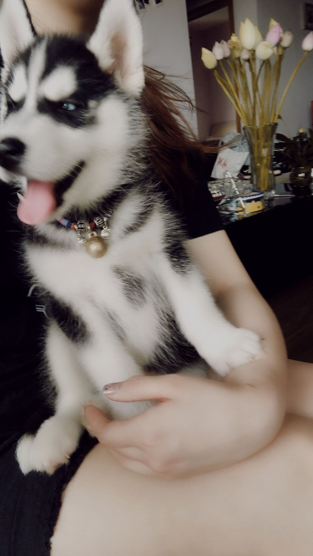 哈士奇折耳了怎么办,怎么照顾哈士奇