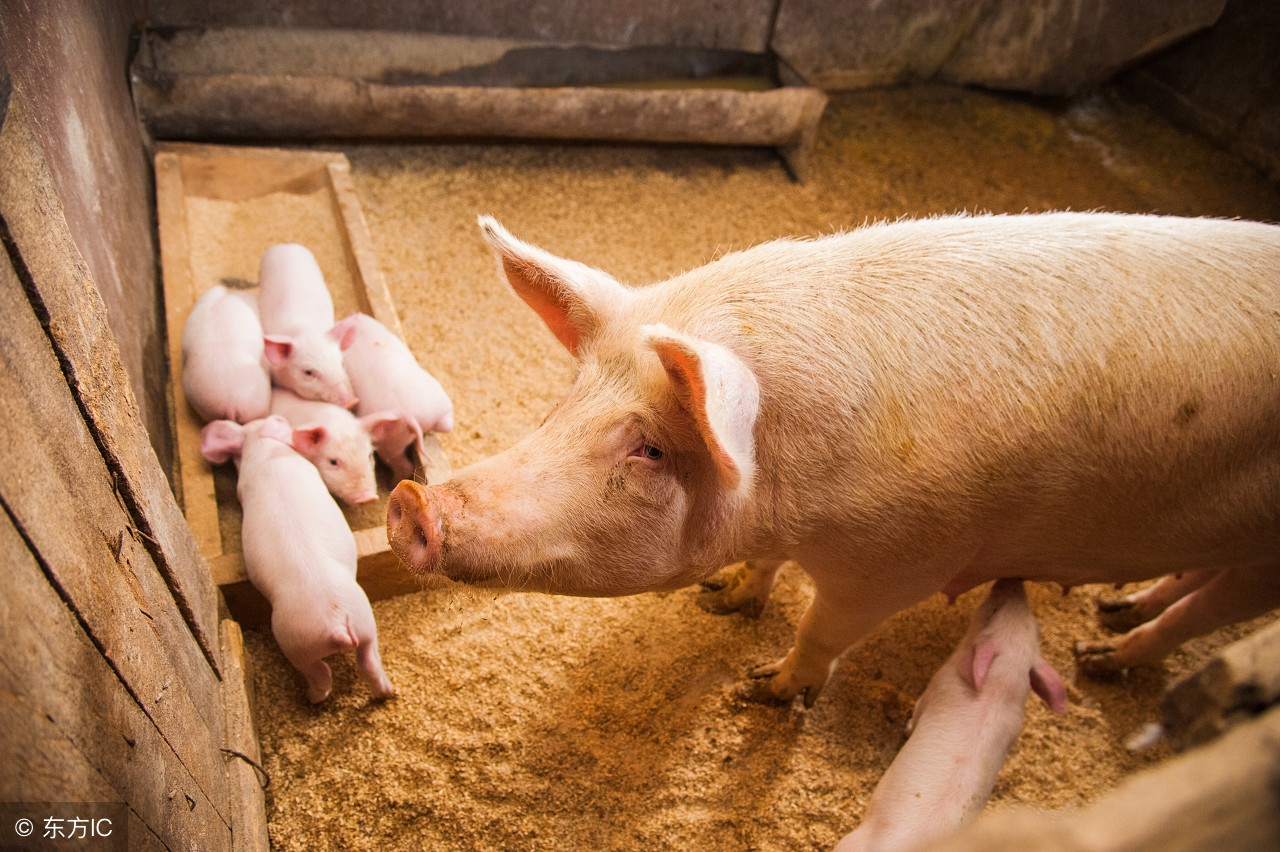 夏季母猪如何用药保健,冬季养母猪六大注意事项