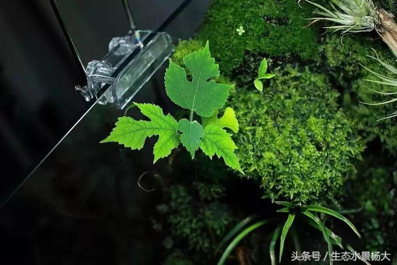 自己动手做水陆缸需要多少钱,第一次做缸视频教程