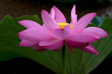 花是植物的生殖器：从生理到伦理，“性教育”的程序，你对了吗？