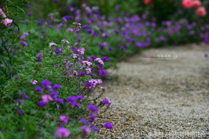 开满鲜花的小路教学设计一等奖,园丁培植万朵花