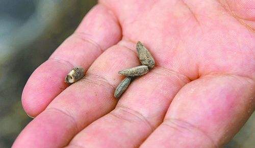 种子知假买假 (网上买到假种子怎么处理)