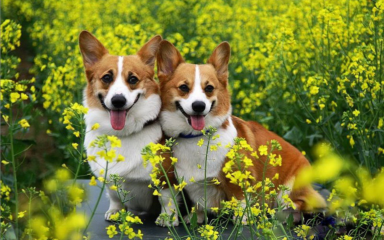 狗狗喜欢扑人怎么办如何训练狗,狗狗喜欢扑人解决方法