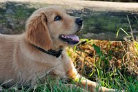 怎么训练狗狗扑咬东西,训练狗狗不扑人