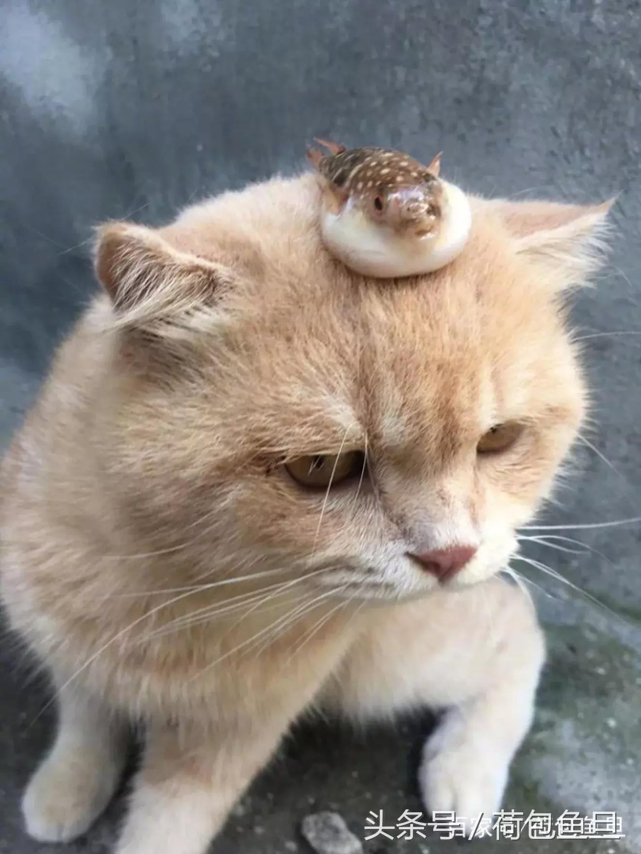 猫抓伤要打狂犬病疫苗吗,被猫抓伤咬伤会生病吗